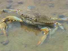 CRAB.jpg (4875 bytes)